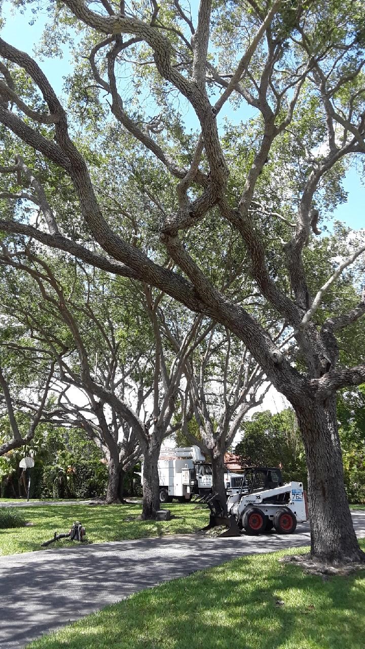 Tree Masters of Miami, FL