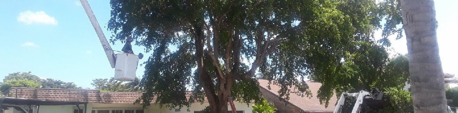 Tree Trimming & Pruning in Loxahatchee, FL - SaveMore Tree Service