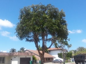 Tree Masters of Miami, FL